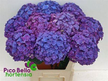 <h4>Hydr M Roy Anasta Bl 80cm</h4>