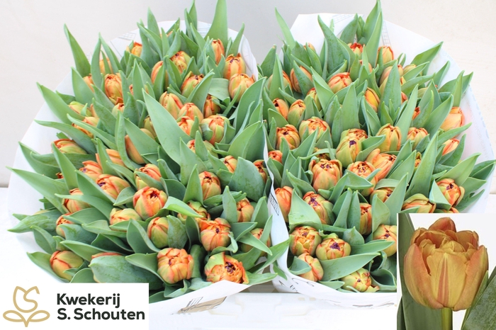 <h4>TU DU LORENZO</h4>