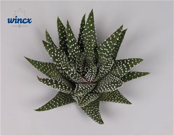 Haworthia Margaritifera Cutflower Wincx-8cm