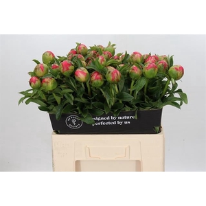 PAEONIA CORAL SUNSET*#