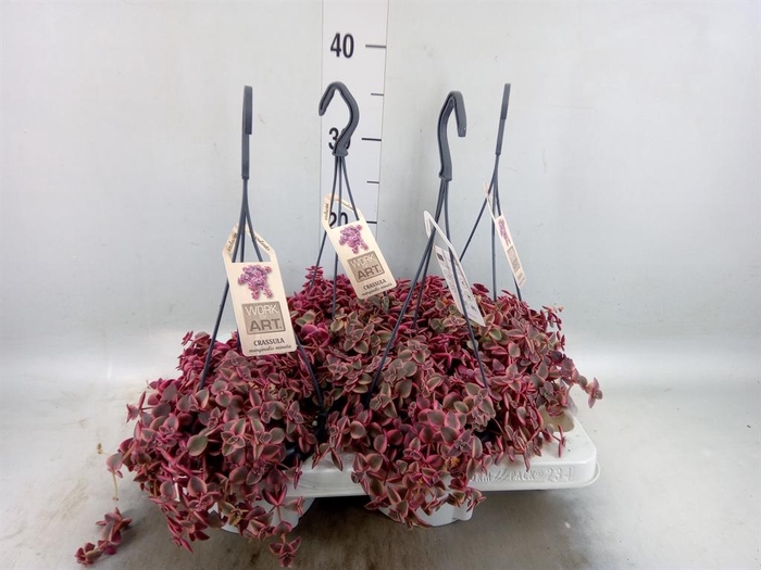 <h4>Crassula marginalis</h4>