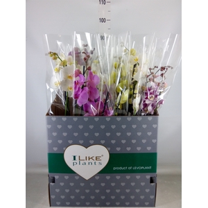 Phalaenopsis   ...mix