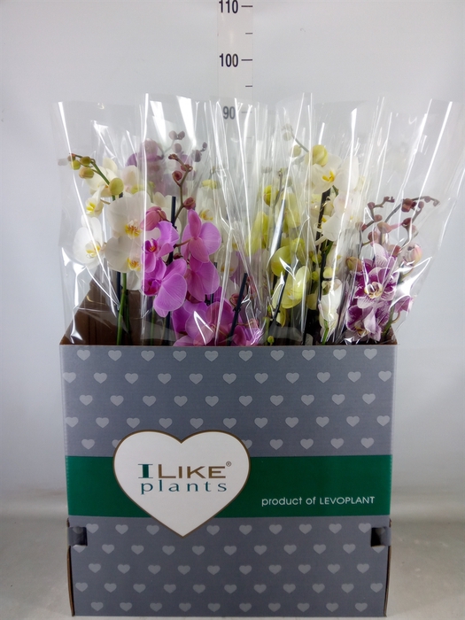 <h4>Phalaenopsis   ...mix</h4>