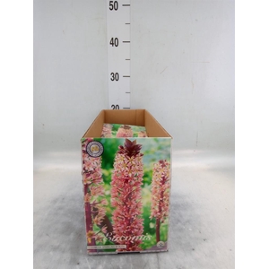 Flowerbulbs, corns or tubers ...