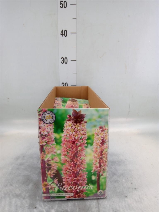 Flowerbulbs, corns or tubers   ...