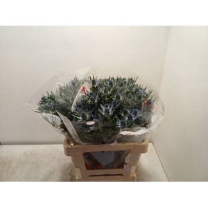 ERYN MAG BLUE LAGOON