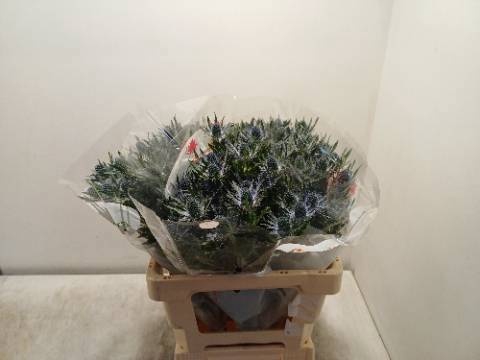 <h4>ERYN MAG BLUE LAGOON</h4>