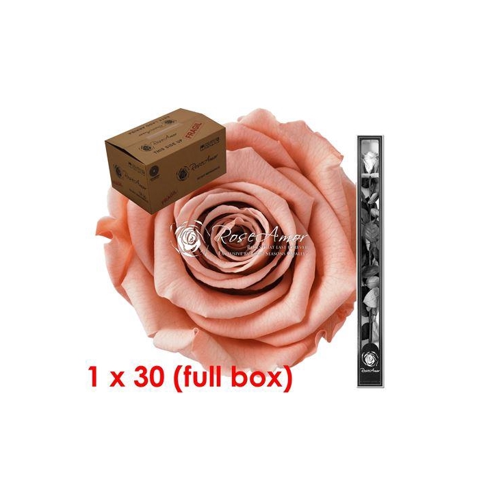 <h4>60cm Stem Pea01 Bulk</h4>