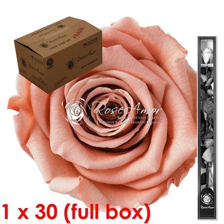 <h4>30cm Stem Pea01 Bulk</h4>