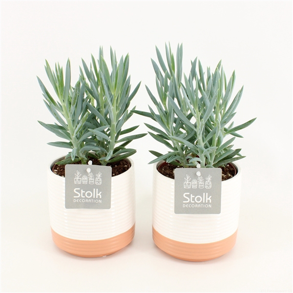 <h4>Senecio Curio Ficoides Mount Everest in Milou Keramiek</h4>