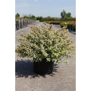 Abelia overig