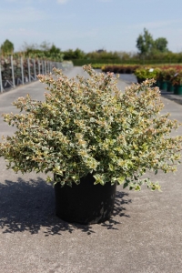 <h4>Abelia overig</h4>