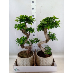 Ficus microcarpa 'Ginseng'