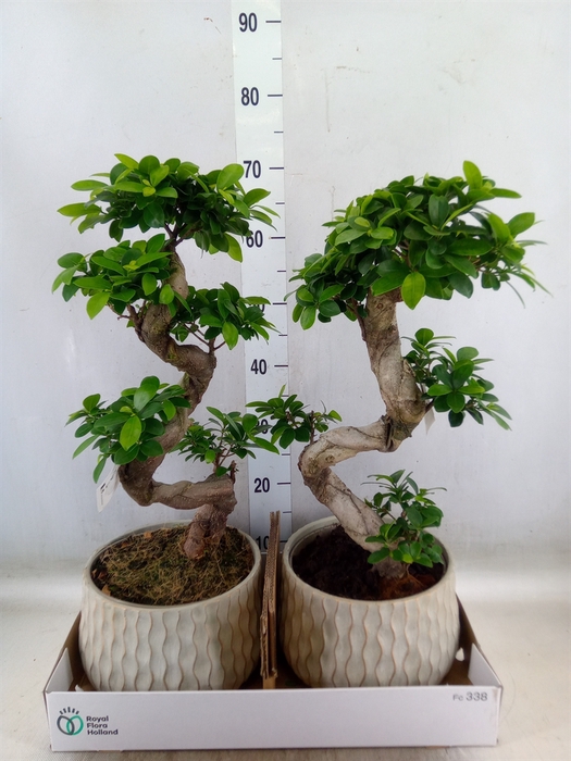 <h4>Ficus microcarpa 'Ginseng'</h4>