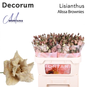 Lisianthus Dye Alissa brownies