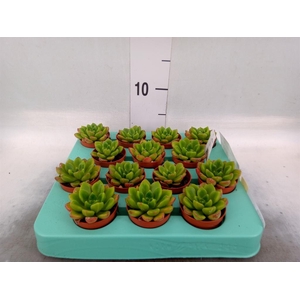 Echeveria   ...