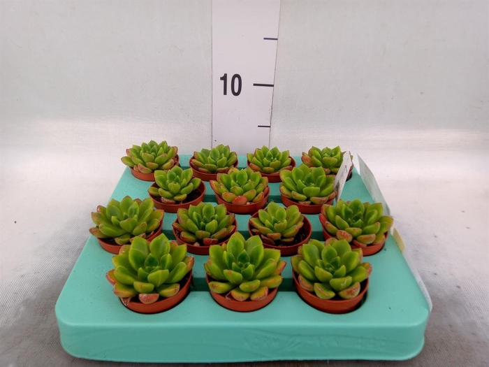 <h4>Echeveria   ...</h4>