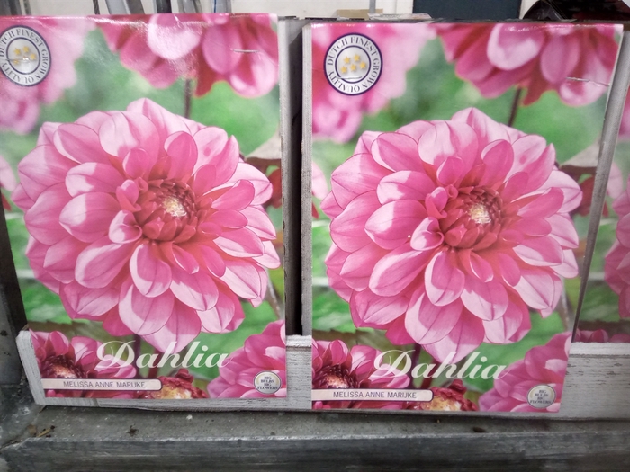 <h4>Dahlia   ...flowerbulbs</h4>