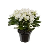 BEGONIA P11 BRANCO