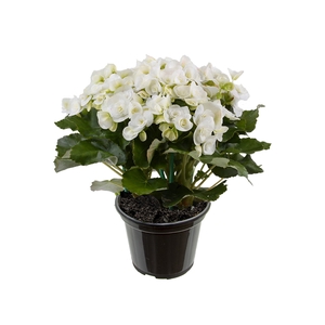BEGONIA P15 BRANCO