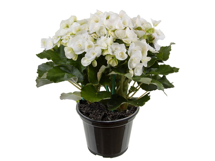 BEGONIA P15 BRANCO