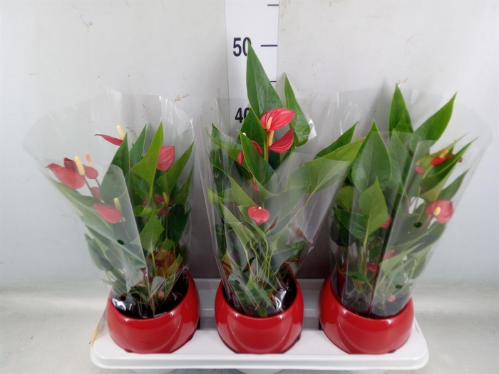 <h4>Anthurium andr. 'Mill Flowers Red'</h4>