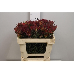 Leucadendron Blush Spray