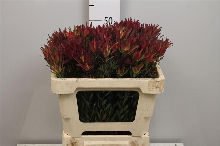 <h4>Leucadendron Blush Spray</h4>