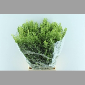 Rosmarinus Officinalis