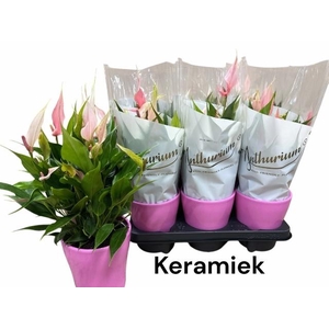 ANTHU LILLI