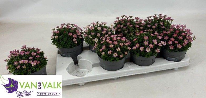 <h4>SAXIF AR ICE COL RED</h4>