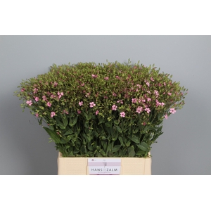 SAPONARIA OV