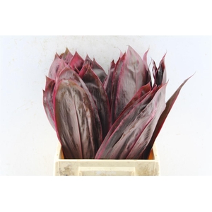 Cordyline Fruticosa Red