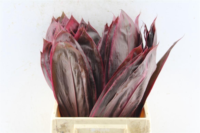 <h4>Cordyline Fruticosa Red</h4>