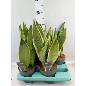 Sansevieria trifa.   ...