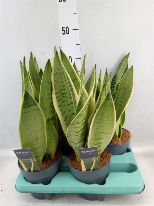 <h4>Sansevieria trifa.   ...</h4>