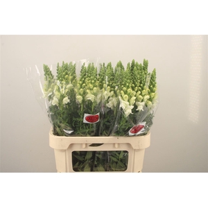 Antirrhinum Nl. White Antibes