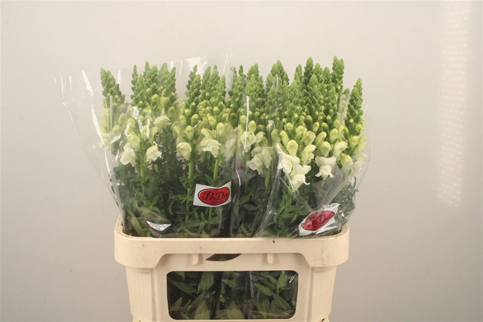 <h4>Antirrhinum Nl. White Antibes</h4>