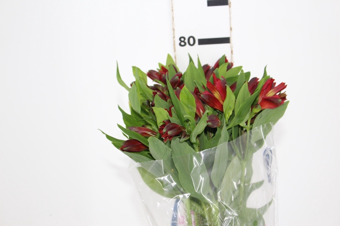 <h4>ALSTROEMERIA ANGELINA 080 CM</h4>