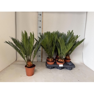 CYCAS REVOLUTA