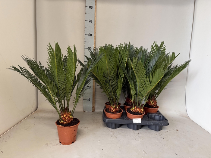 <h4>CYCAS REVOLUTA</h4>