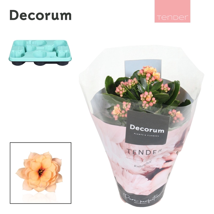 <h4>Kalanchoe Decorum TENDER - Serenity Apricot</h4>