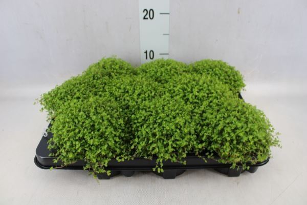 <h4>Soleirolia soleirolii   ...green</h4>