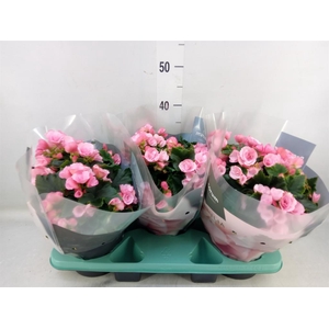 Begonia elat. EN 'Betulia Candy'