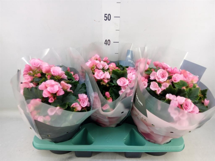<h4>Begonia elat. EN 'Betulia Candy'</h4>