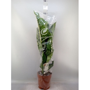 Dieffenbachia seg. 'Caiman'