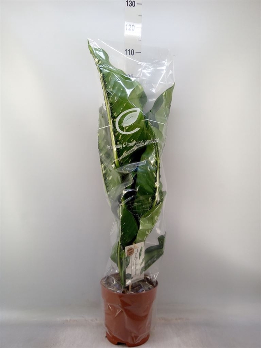 <h4>Dieffenbachia seg. 'Caiman'</h4>