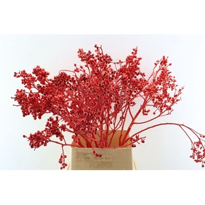 Euca Torriliana Red P Stem