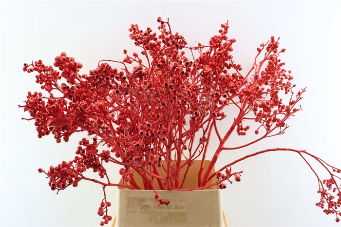 <h4>Euca Torriliana Red P Stem</h4>