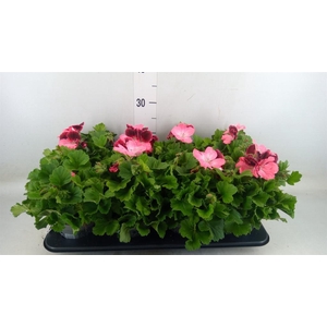 Pelargonium gran.   ..